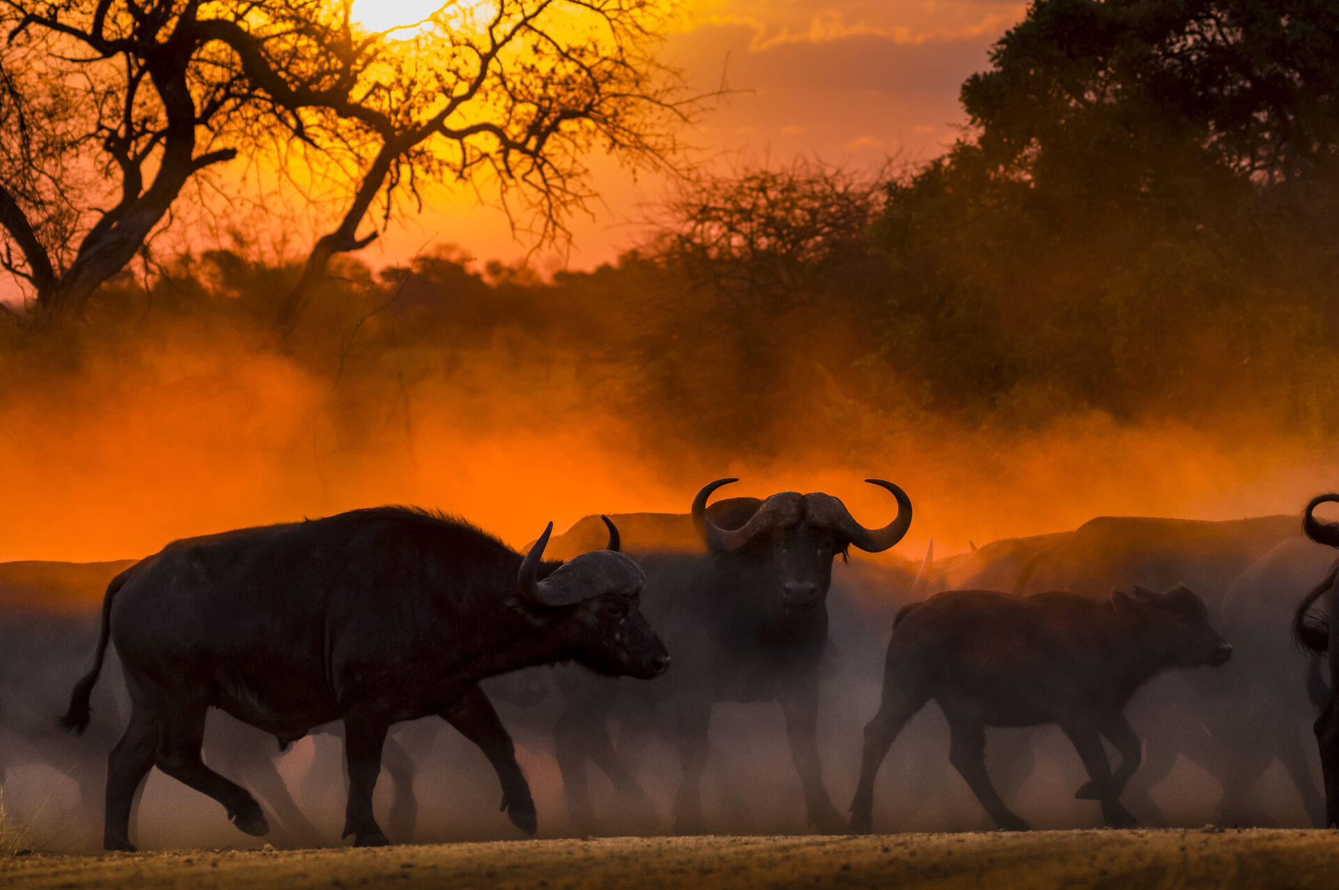 UNTAMED WILDERNESS