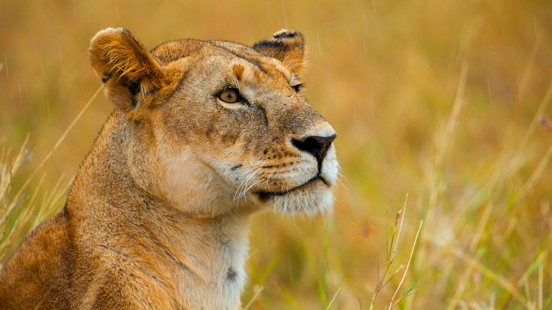 THE LIONESS IN THE RAIN
