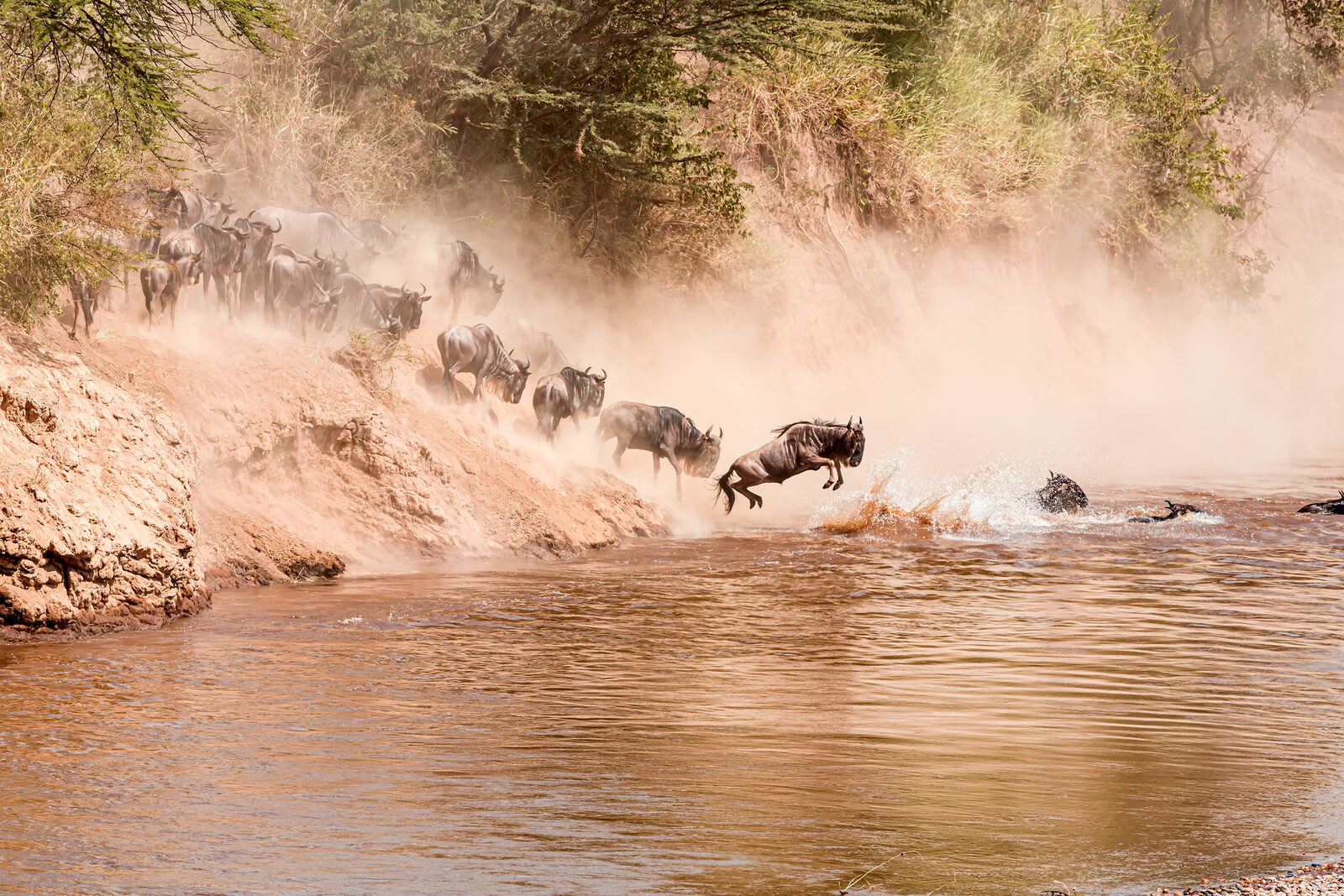 Wildebeest herd crossing the Mara River during the Great Migration