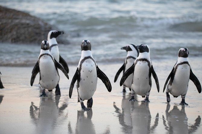 Half-Day Boulders Penguins & Cape Point Tour