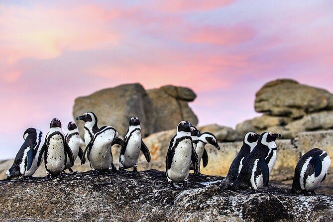 Cape Peninsula: Cape of Good Hope & Boulders Penguins